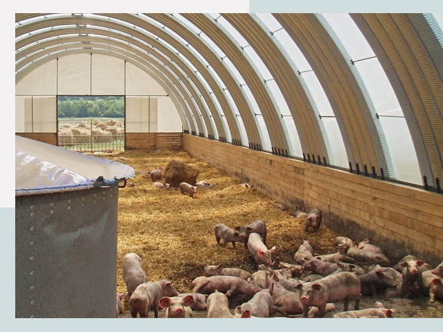 Строительство свинарников в Лысьве